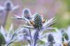 Plemenita čička, muška legla, Eryngium agavifolium