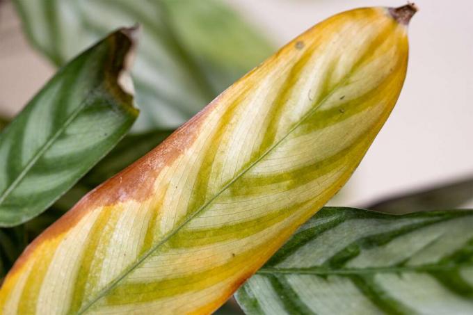 Calathea has yellow leaves: how to save