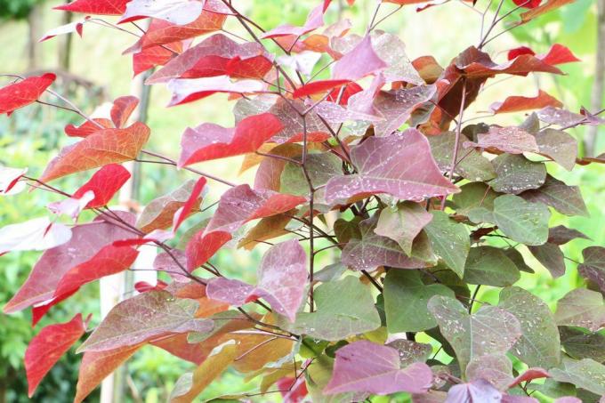 Kanadalı Judas Tree, kırmızımsı yaprakları ile Cercis canadensis