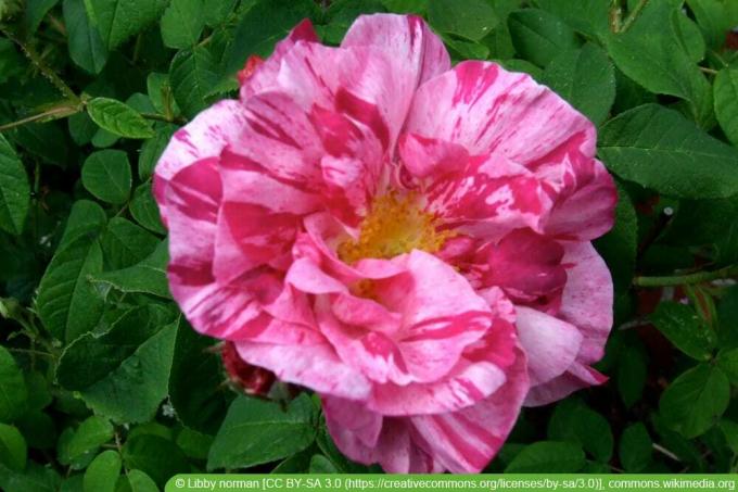 historické odrody ruží: Versicolor Rosa Mundi