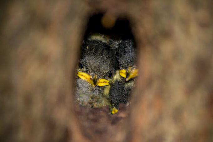 Гнездо угаљних синица са младим птицама