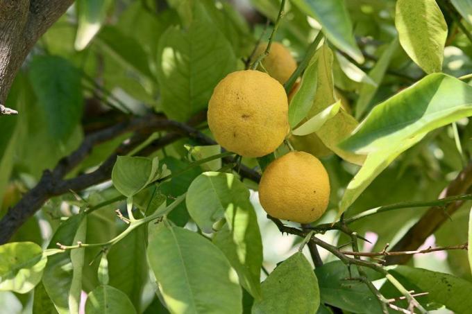 Recognize lemon tree with frost damage