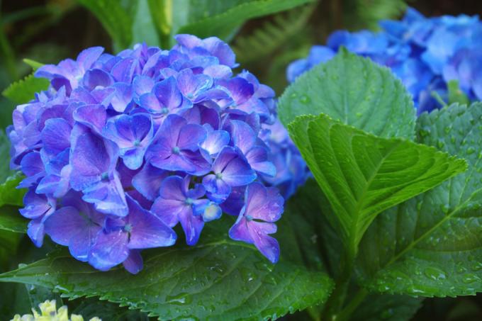 Krāsojiet hortenzijas zilu