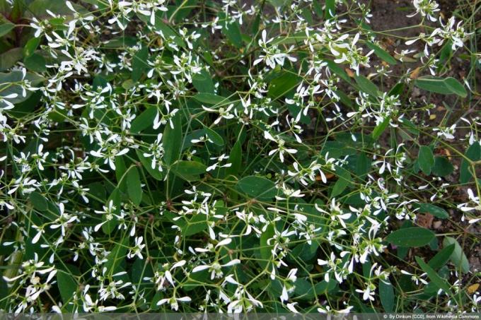 Magic Snow - Euphoria Diamond Frost - Chamaesyce hypericifolia