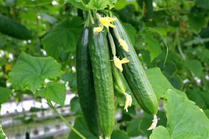 Several cucumbers