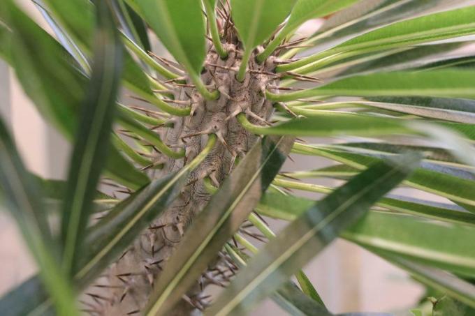 L'engorgement doit être évité avec le palmier de Madagascar