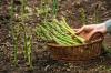 Asparagus: diseases, pests and plant protection