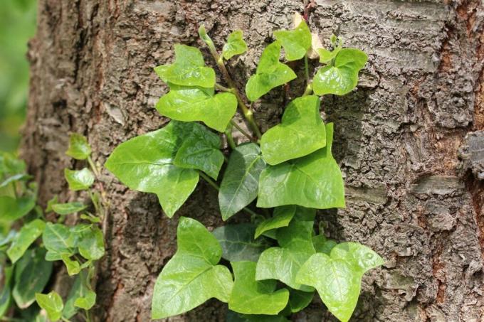 Chain Ivy - Hedera helix