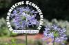 African African Lily, Agapanthus africanus: care