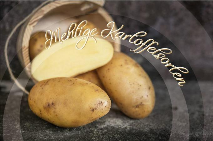Floury potatoes