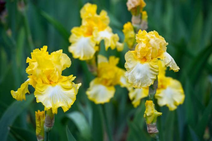 yellow iris flowers