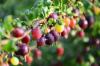 Сортове цариградско грозде: червени, зелени и жълти сортове