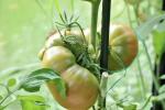 Kara ananas: yetiştirme ve bakım