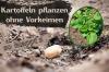 Planter des pommes de terre sans pré-germer: voici comment ça marche