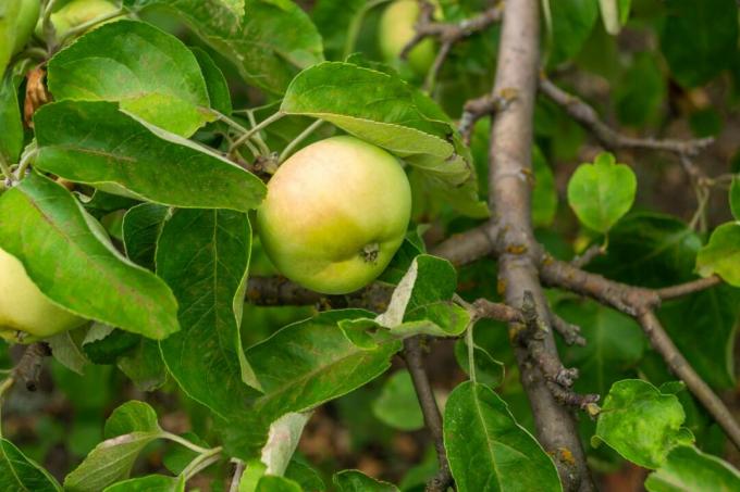 Dojrzałe jabłko Wiltshire na drzewie