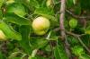 منطقة ويلتشير الجميلة: زراعة ورعاية صنف التفاح