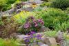The 10 most beautiful plants for the rock garden