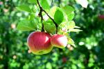 Red Berlepsch: skötsel och odling av äppelsorten
