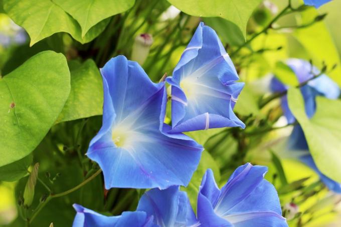 Blue Morning Glory, Ipomoea tricolor