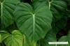 Philodendron-arter: 15 populära sorter