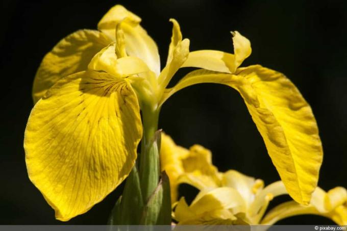 Блатен ирис - Воден ирис - Iris pseudacorus