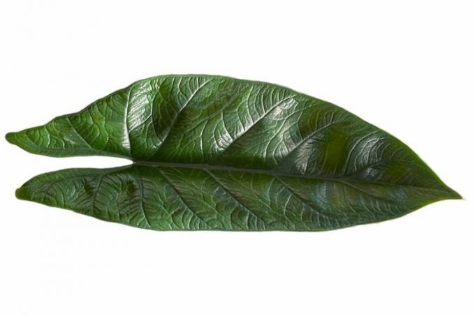 Arrow Leaf (Alocasia Scalprum)