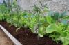 Karışık domates yetiştiriciliği: En iyi bitki komşuları
