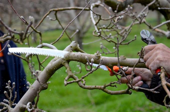 Árvore frutífera cortada na primavera