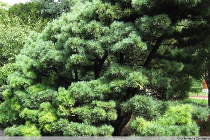 Pinus strobus " Radiata"