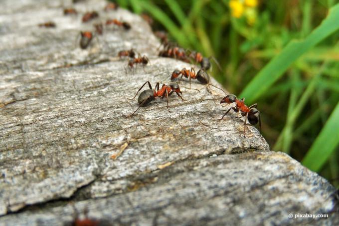 Hormigas en el jardin