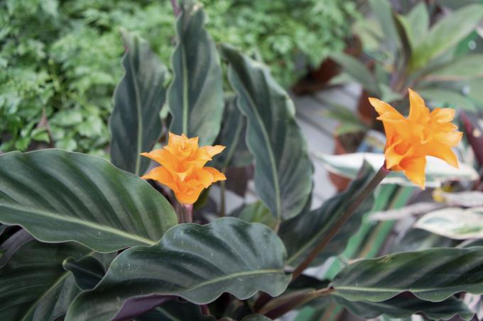 Calathea crocata s oranžovými kvetmi
