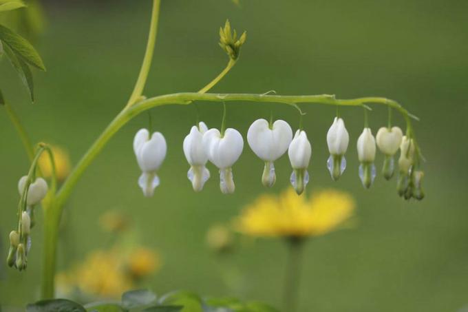 Кровоточащее сердце, Lamprocapnos spectabilis с белым цветком