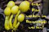Jamur kuning tumbuh di pot bunga: apa yang harus dilakukan