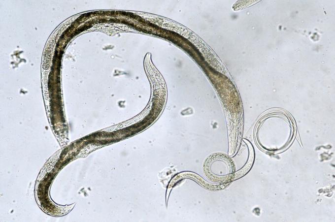 Кръгли червеи под микроскоп