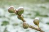 Musim dingin pohon ara: bagaimana cara bertahan dari dingin? Plantura