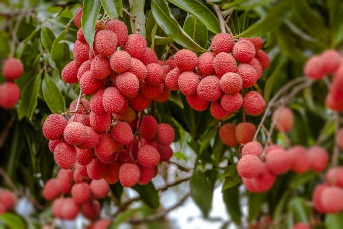 ripe lychee fruits on a tree