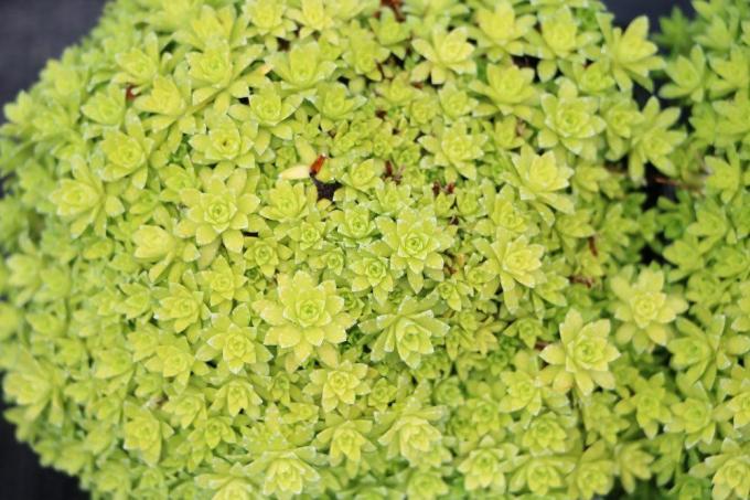 Saxifrage, Saxifraga jako roślina okrywowa
