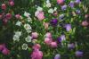 Varpučio gėlės: veislės, sėja ir priežiūra