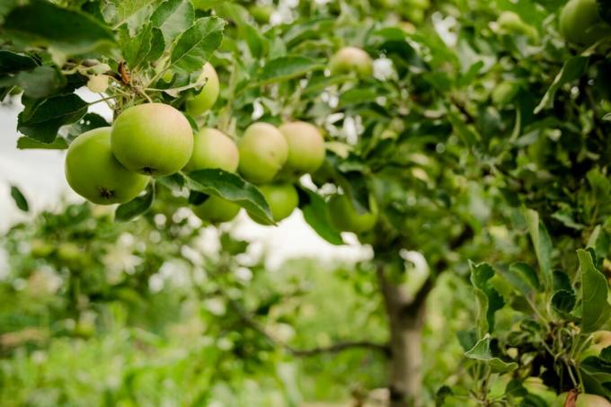Manzanas verdes 'Borowinka'