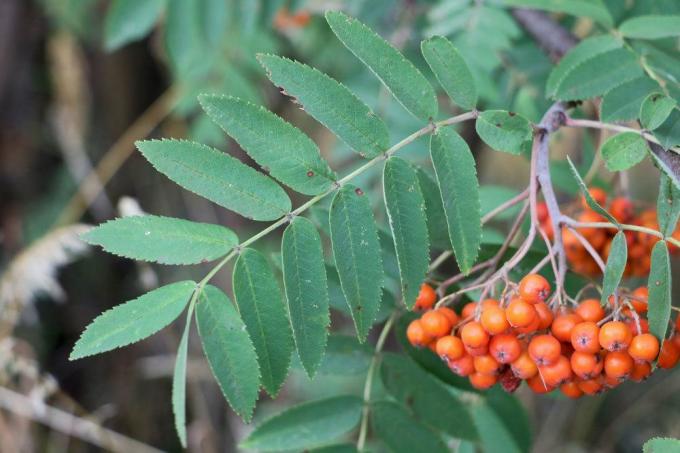 Rowanberry, Sorbus aucuparia