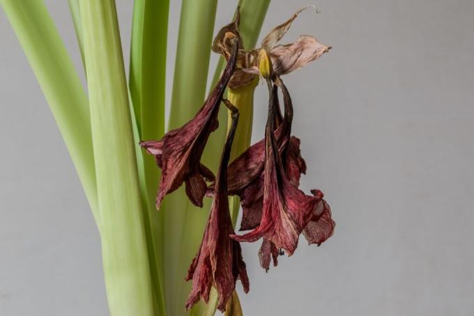 amaryllis-dopo-fioritura