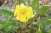 Onagre, Oenothera: localisation, plantation et entretien de A à Z