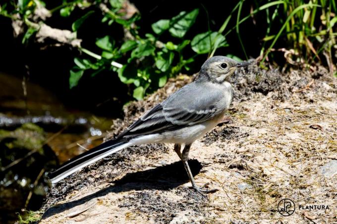 young wagtail