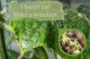 Luizen op komkommers: 11 huismiddeltjes voor bladluizen