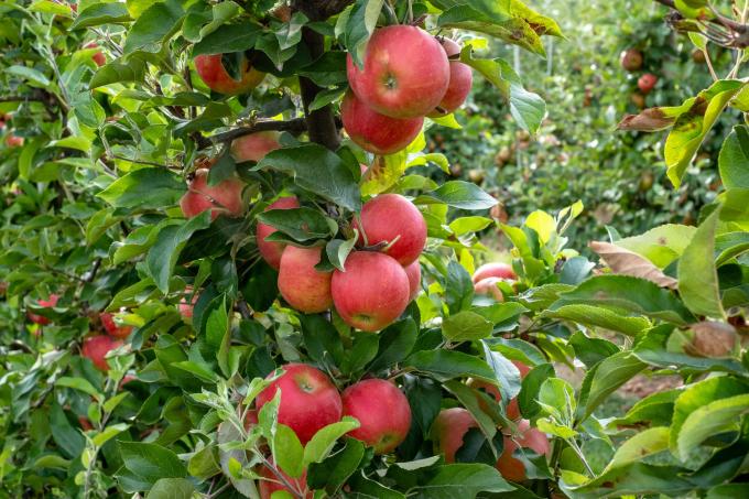 りんごの木が実を結ぶのはいつですか