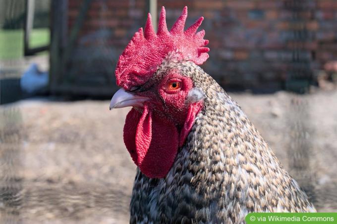 Mechelen chicken rooster