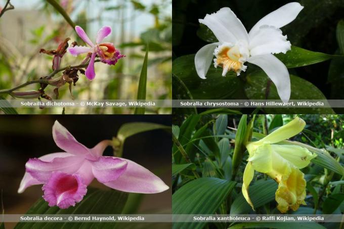 Druhy orchideí, Sobralia