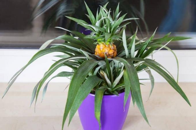 Декоративен ананас (Ananas comosus) с издънки за размножаване