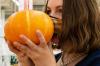 Let the pumpkin ripen: this is how it works