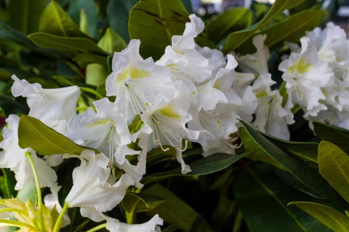 white rhododendron close in the garden